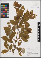 Foto von Salix caprea L.